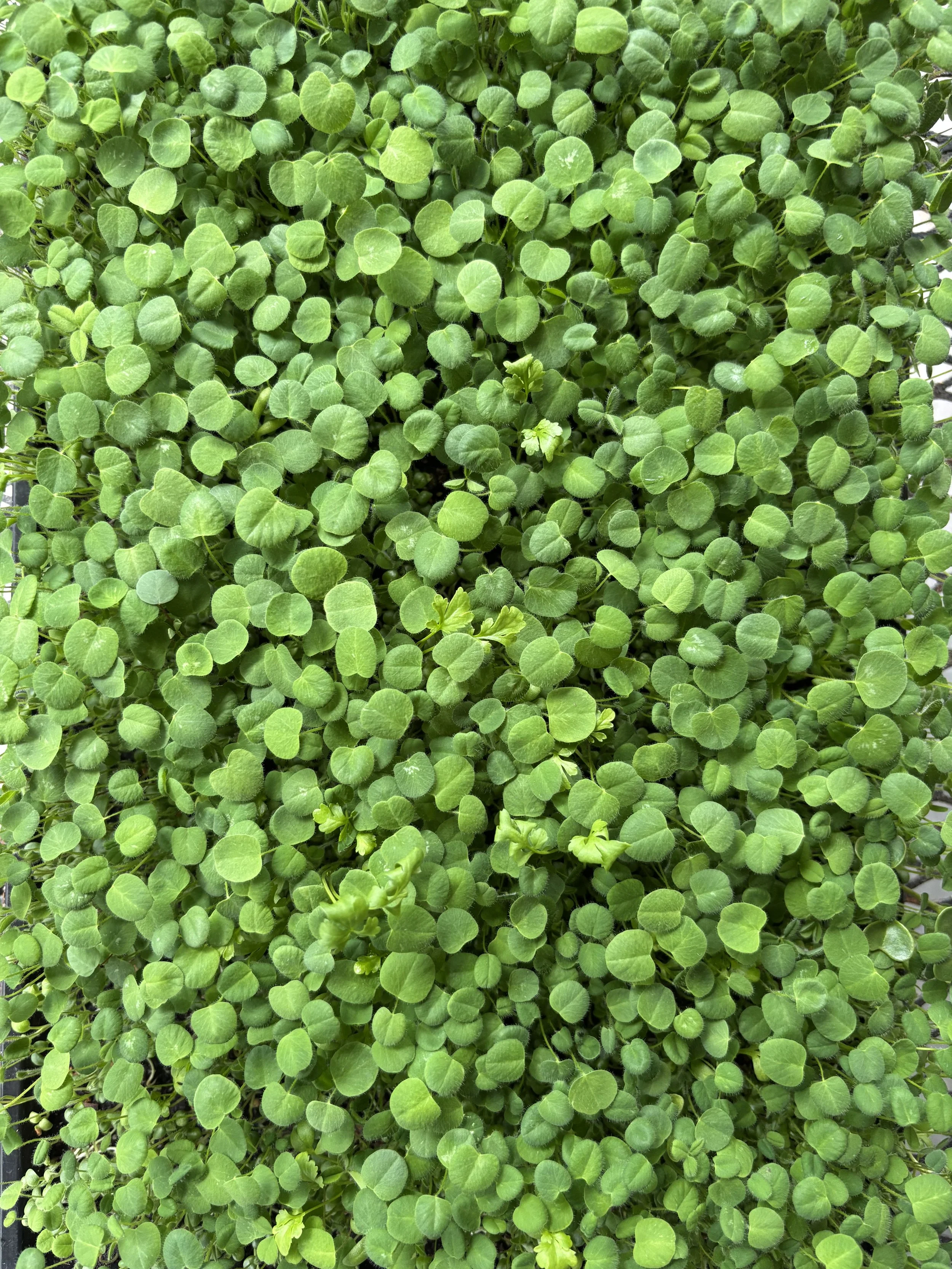 Italian Micro Salad Mix  Limited Edition