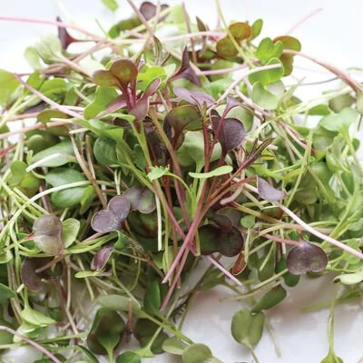 kalefetti_mix_microgreen.jpg