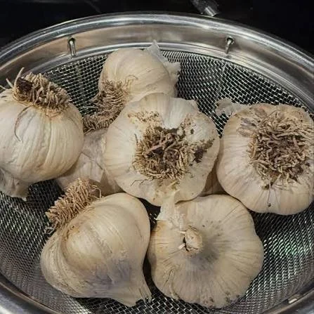 Elephant Garlic