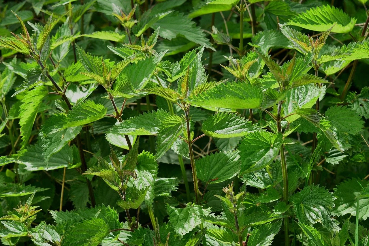 Stinging nettle leaves growing in the garden, traditionally used for mineral and heart health support