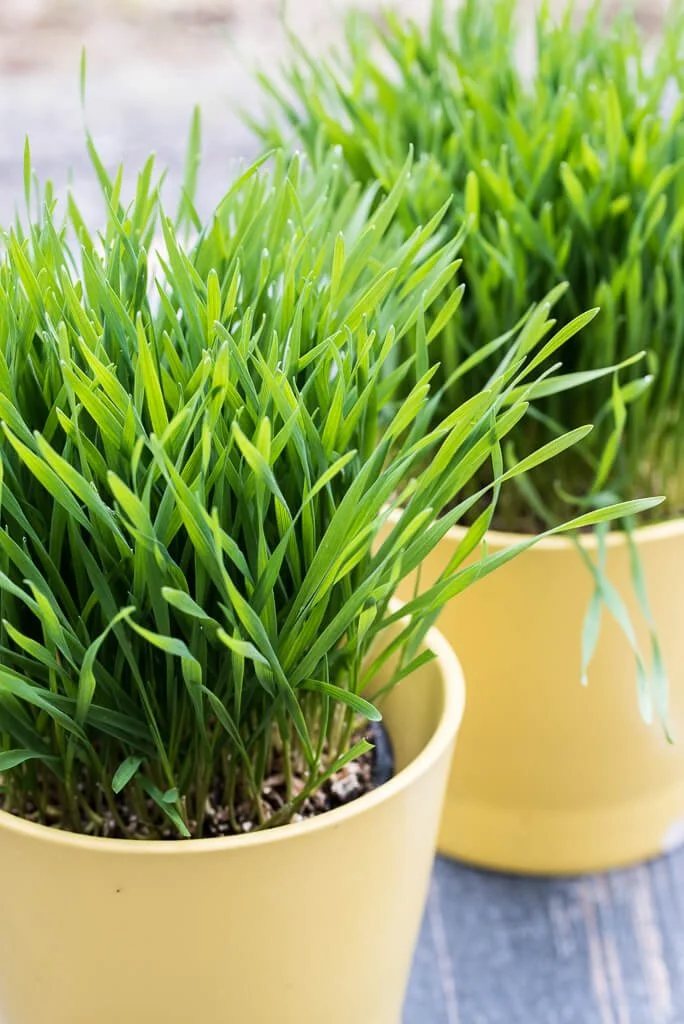 Wheatgrass for juicing/Pet grass