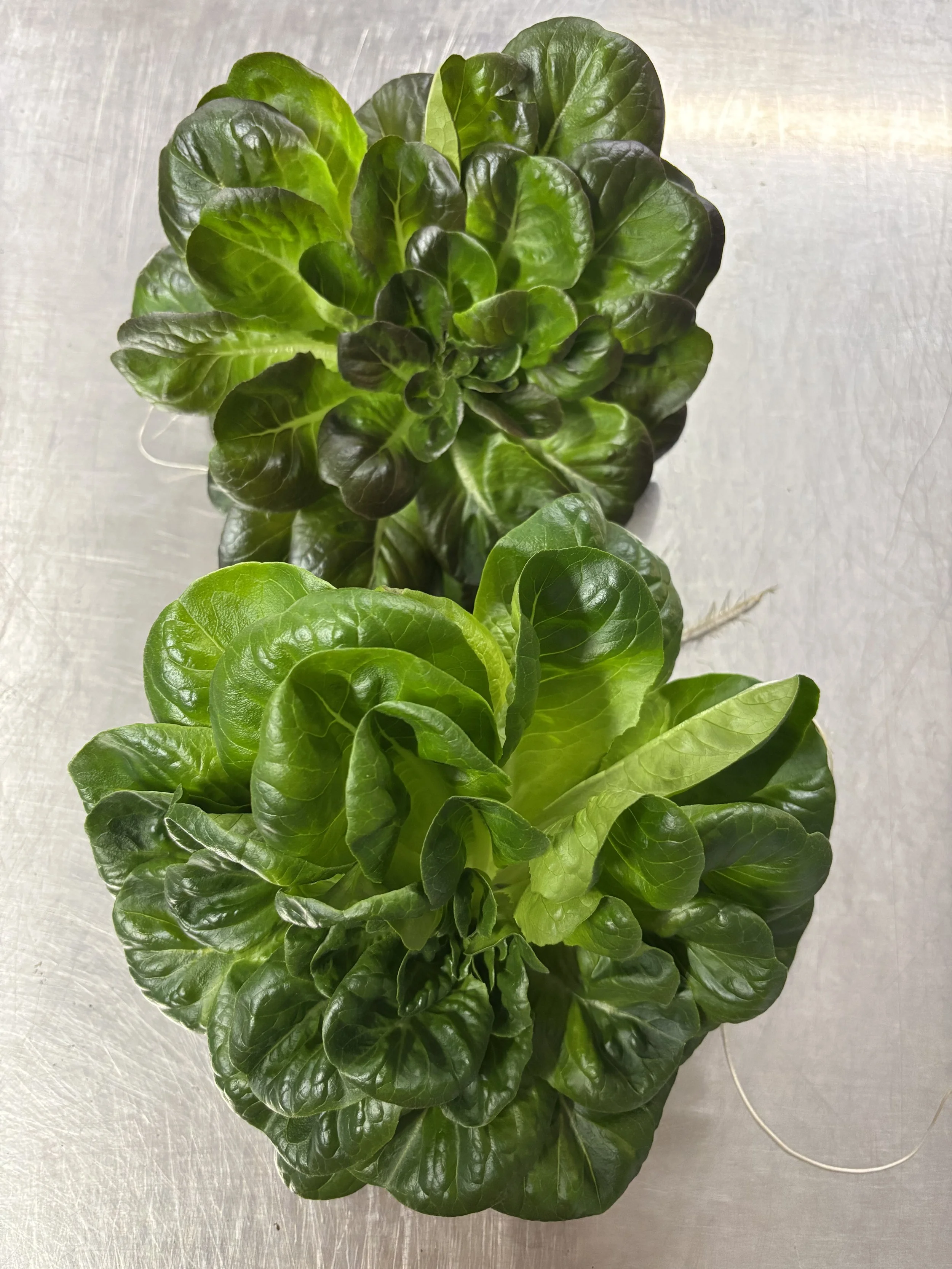 Our Salanova Lettuce.jpeg