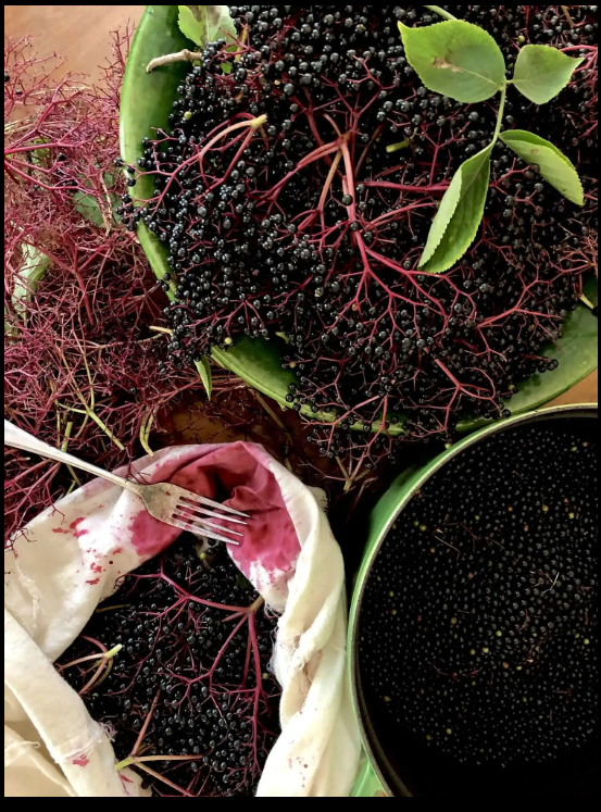 Elderberry and winter herbs for natural immune support