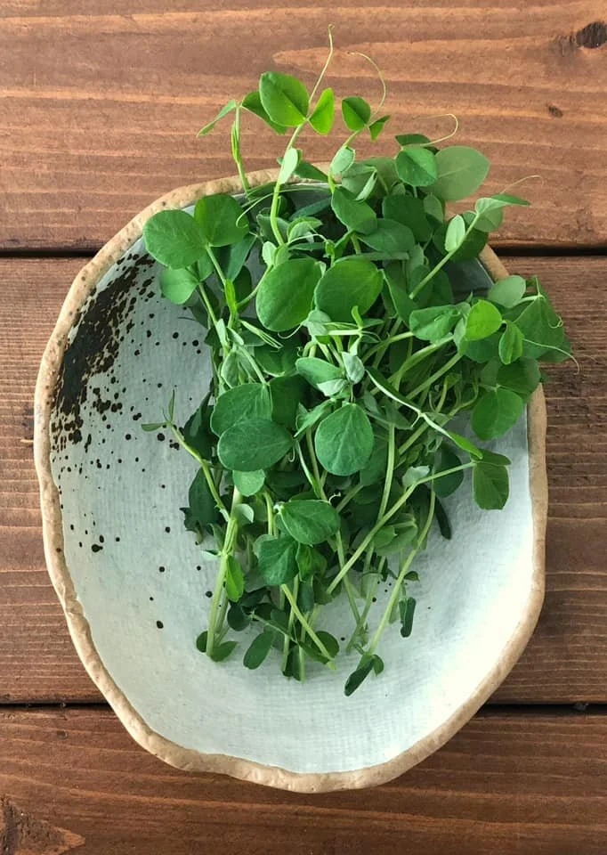Sweet Pea Shoots