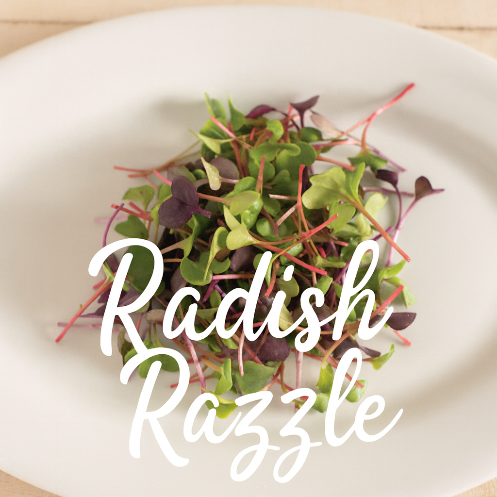 Radish Razzle Micro Salad Mix