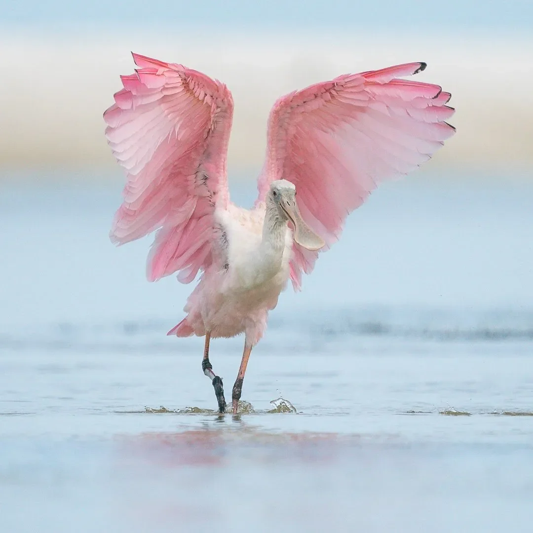 Roseate Spoonbills 1.webp