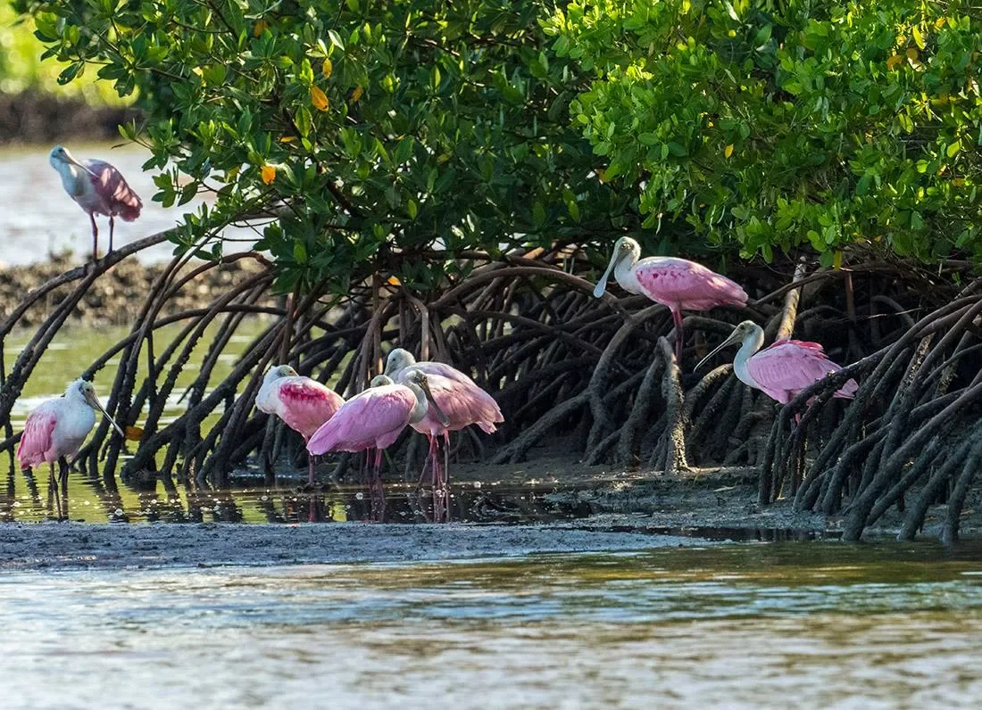 Roseate Spoonbills 2.webp
