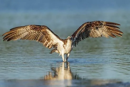 Ospreys 3.jpg