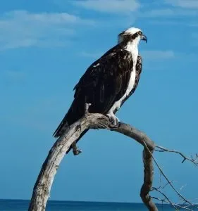 Ospreys 1.webp
