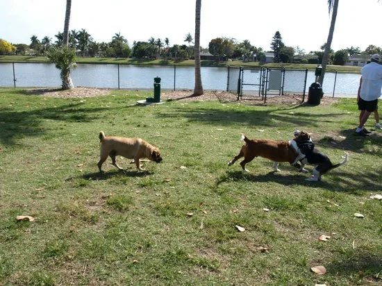 Canine Cove 4.jpg