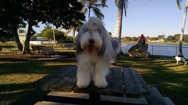 Canine Cove 3.jpg