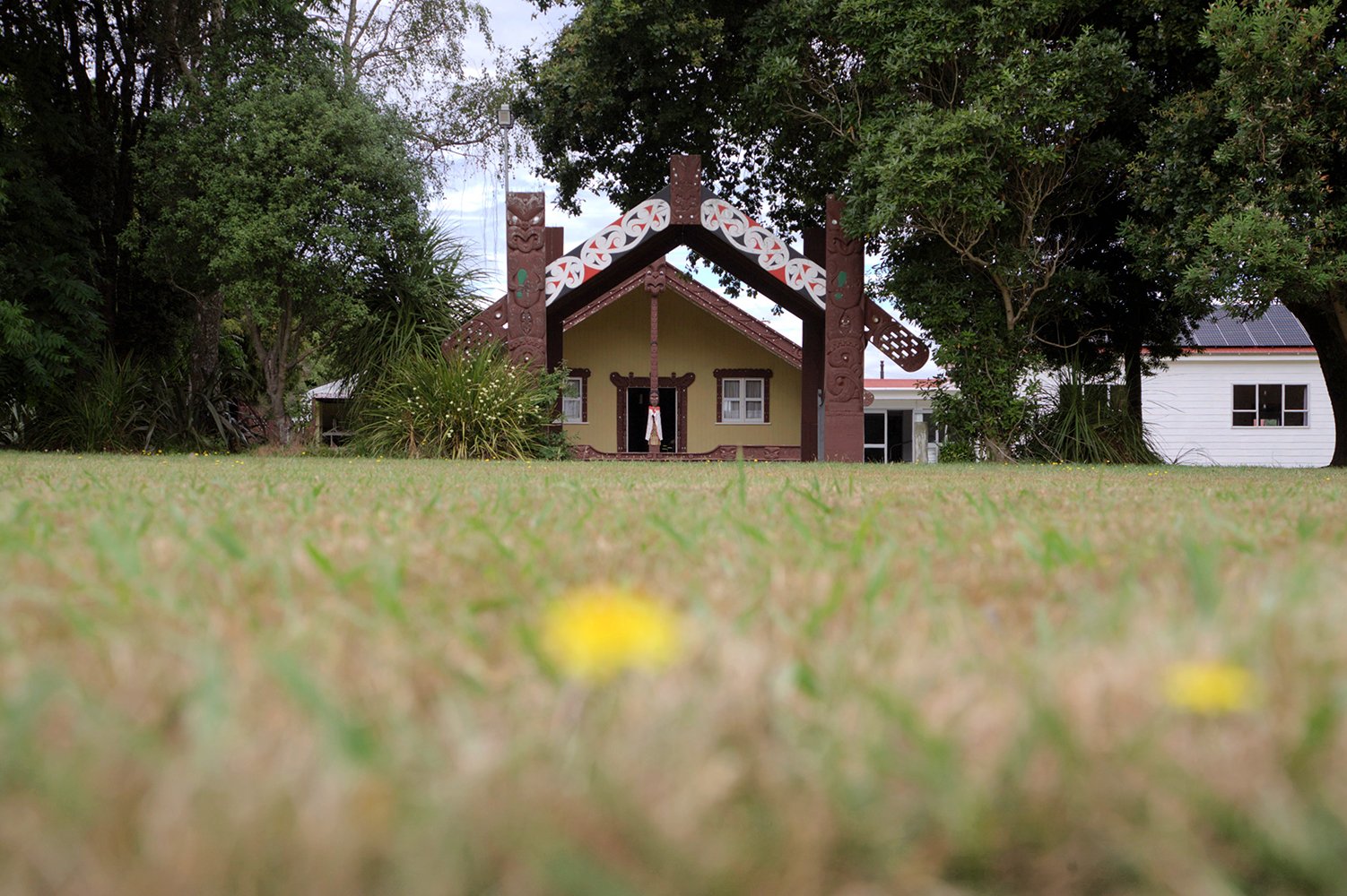 Parewahawaha - Manawatu