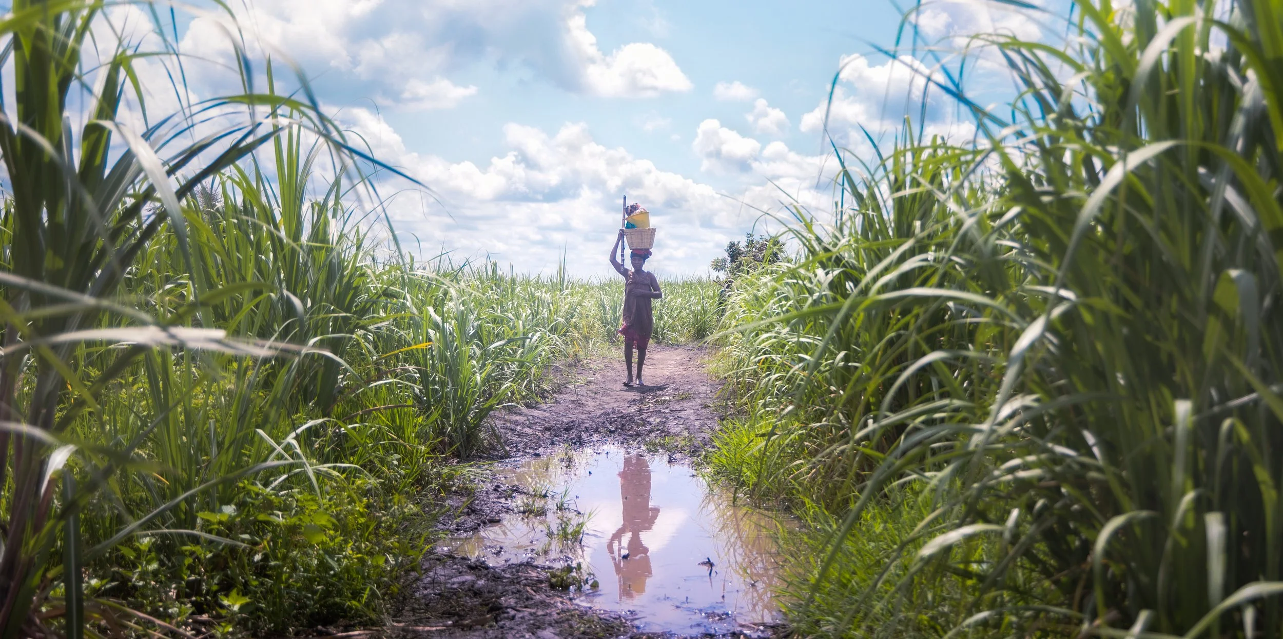 A woman in the muddy sugarcane fields near Dabala, Ghana.