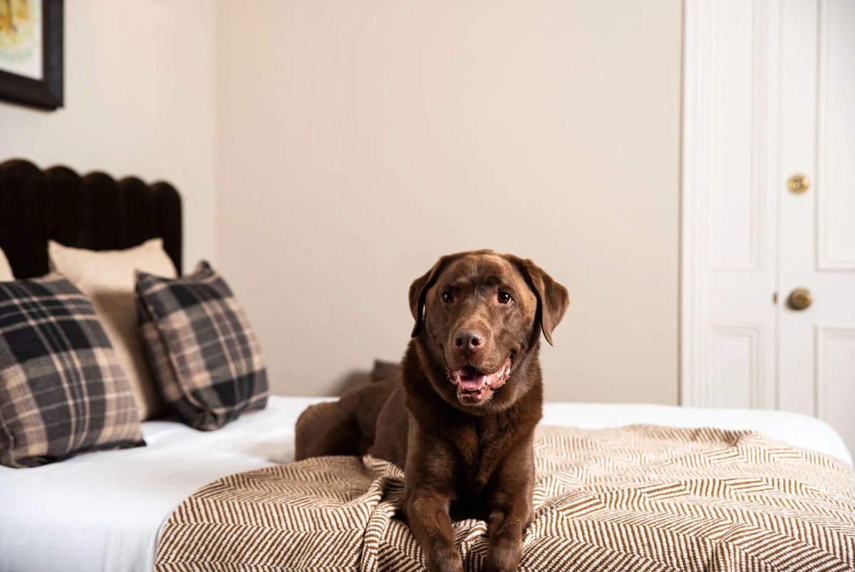 Dogs Welcome