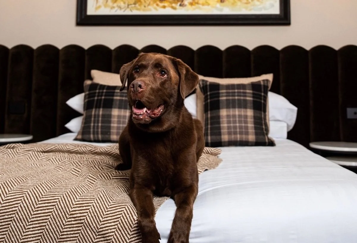 A friendly chocolate Labrador retriever lying on a bed with plaid pillows in a pet-friendly hotel room at the Mount Gambier Hotel.
