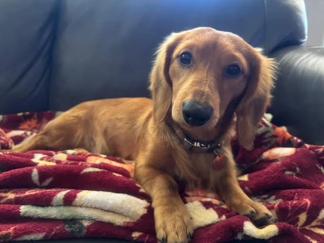 A golden retriever dog lying on a red patterned blanket on a sofa, looking at the camera.