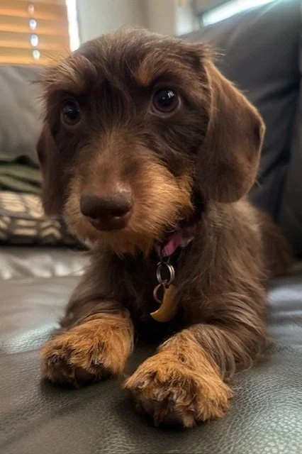 Cute brown puppy with floppy ears lying on a black leather couch, looking at the camera.