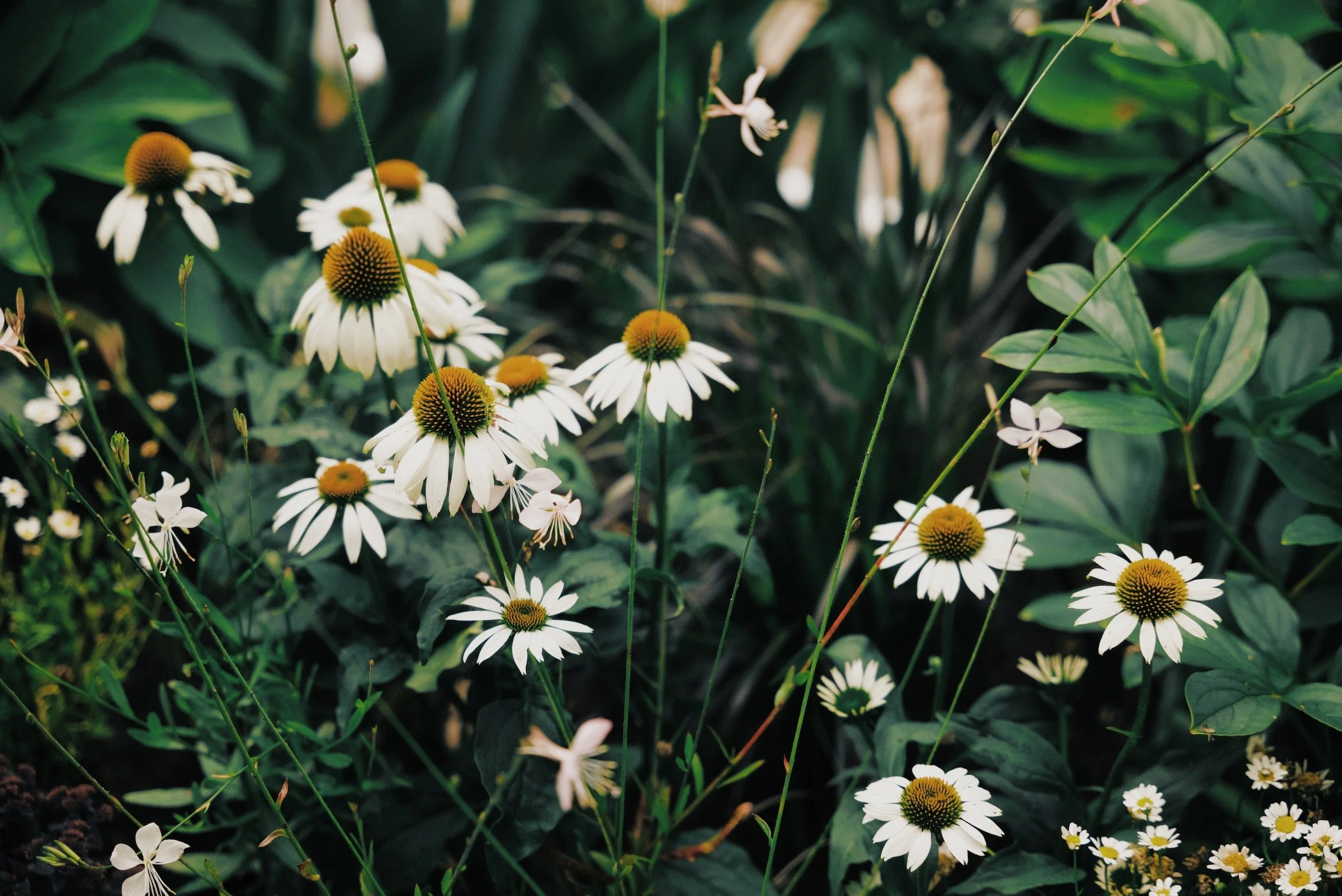 The Many Uses of Nantucket’s Flora