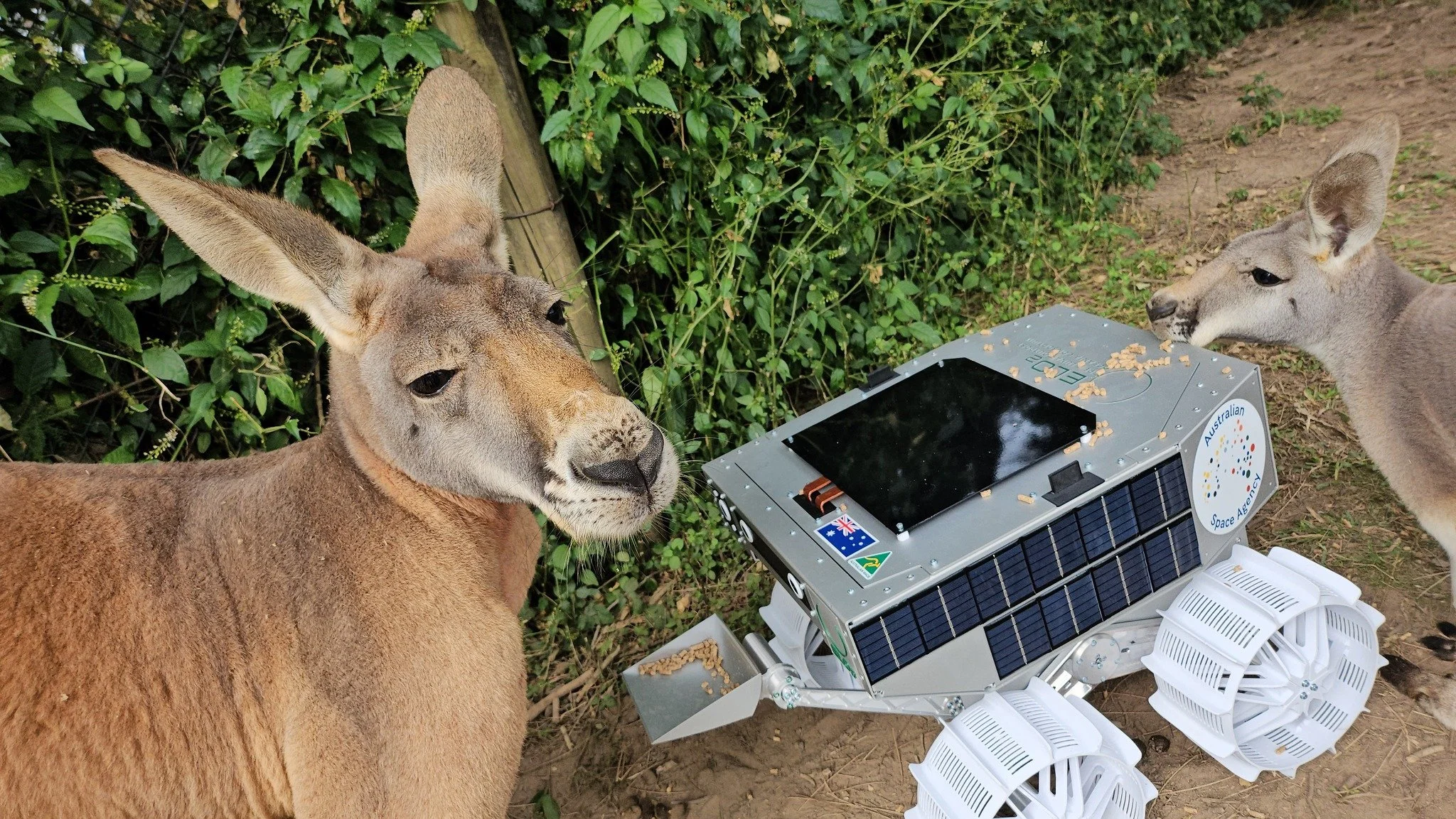 Australia's first lunar rover was named by Australians.
In 2023, the @australianspaceagency  invited the public to suggest a name. More than 8,000 entries came in from across the country. Roo-ver was shortlisted, and was chosen as the winner from a p