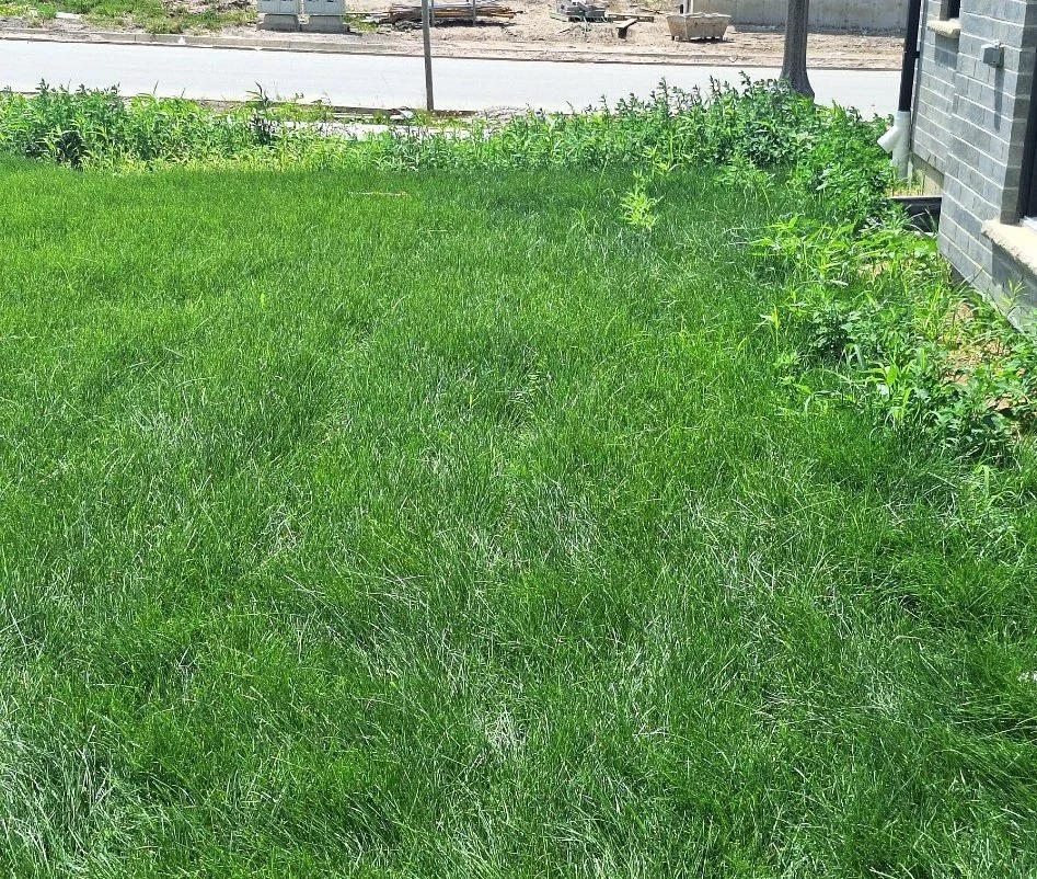 Overgrown backyard with lush green grass and weeds next to a house with gray brick exterior.