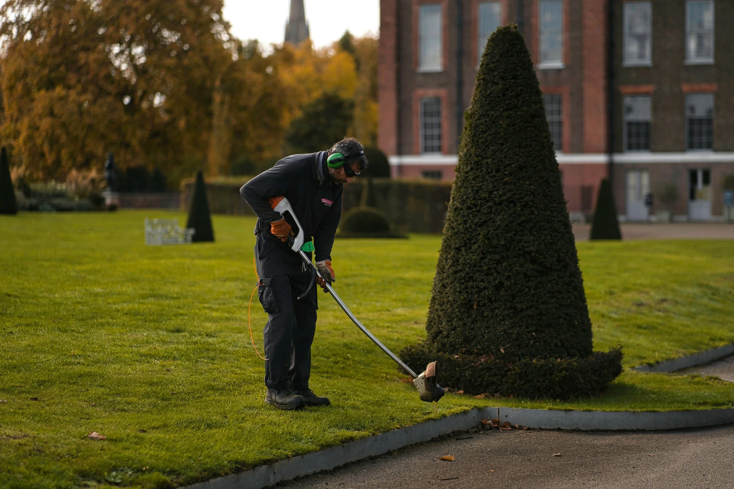 A man in black work clothes using an electric trimmer to shape a cone-shaped shrub in a landscaped garden with a brick building and trees in the background.