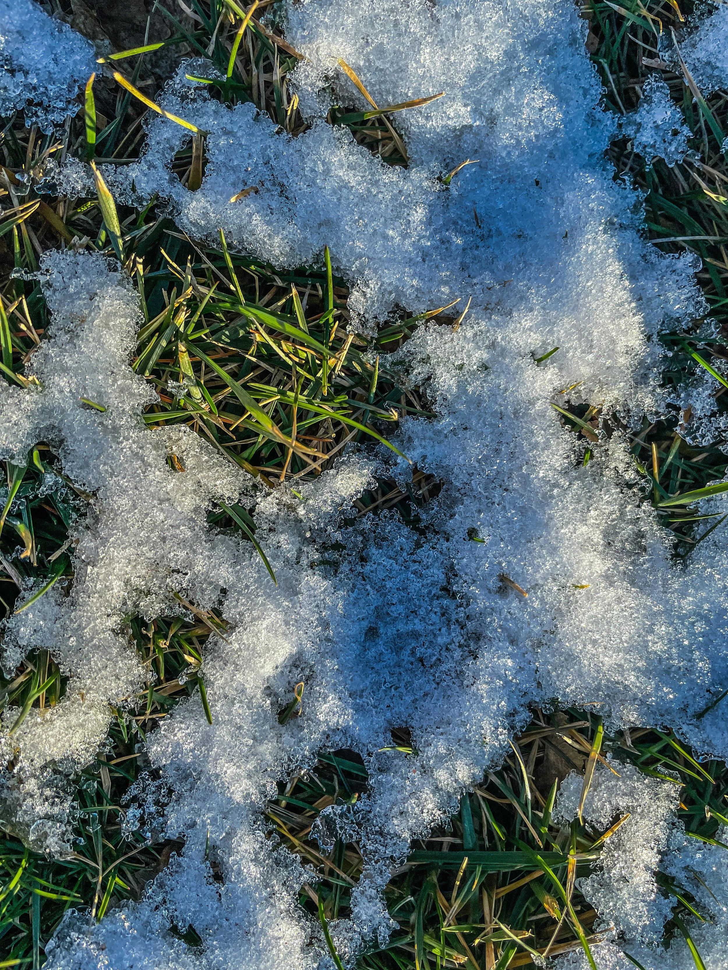 Snow partially covering green grass blades on the ground.