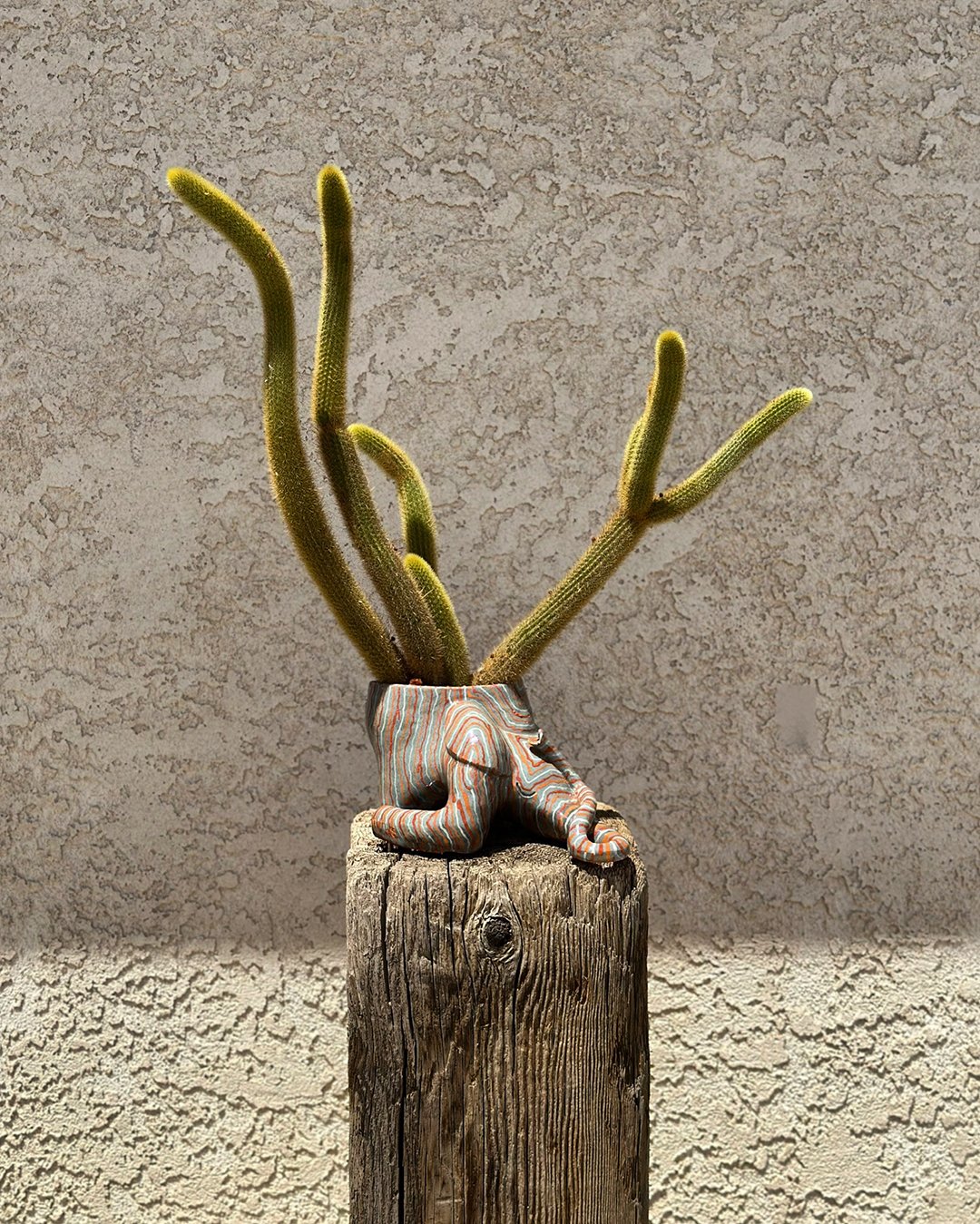 BradCactus.jpg