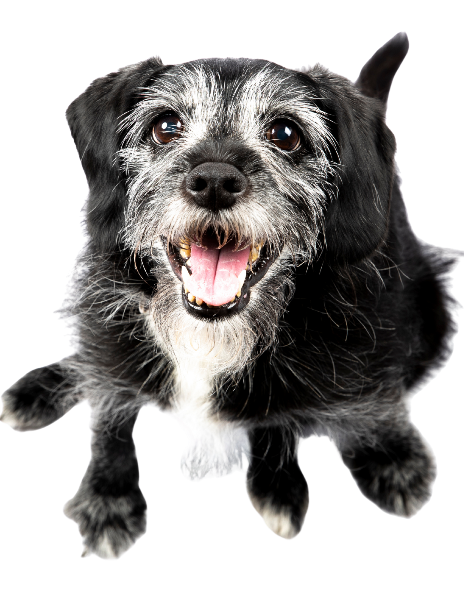 Happy, black and white mixed breed dog with open mouth showing teeth and tongue, looking at camera.