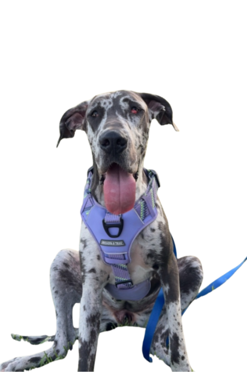 A Great Dane dog with a merle coat pattern, sitting against a white background, wearing a purple harness with a blue leash. The dog has its tongue out and ears flopped.