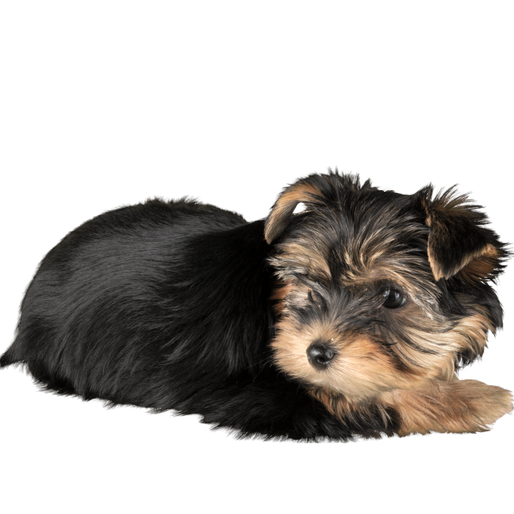 A small Yorkshire Terrier puppy with black and tan fur lying down.
