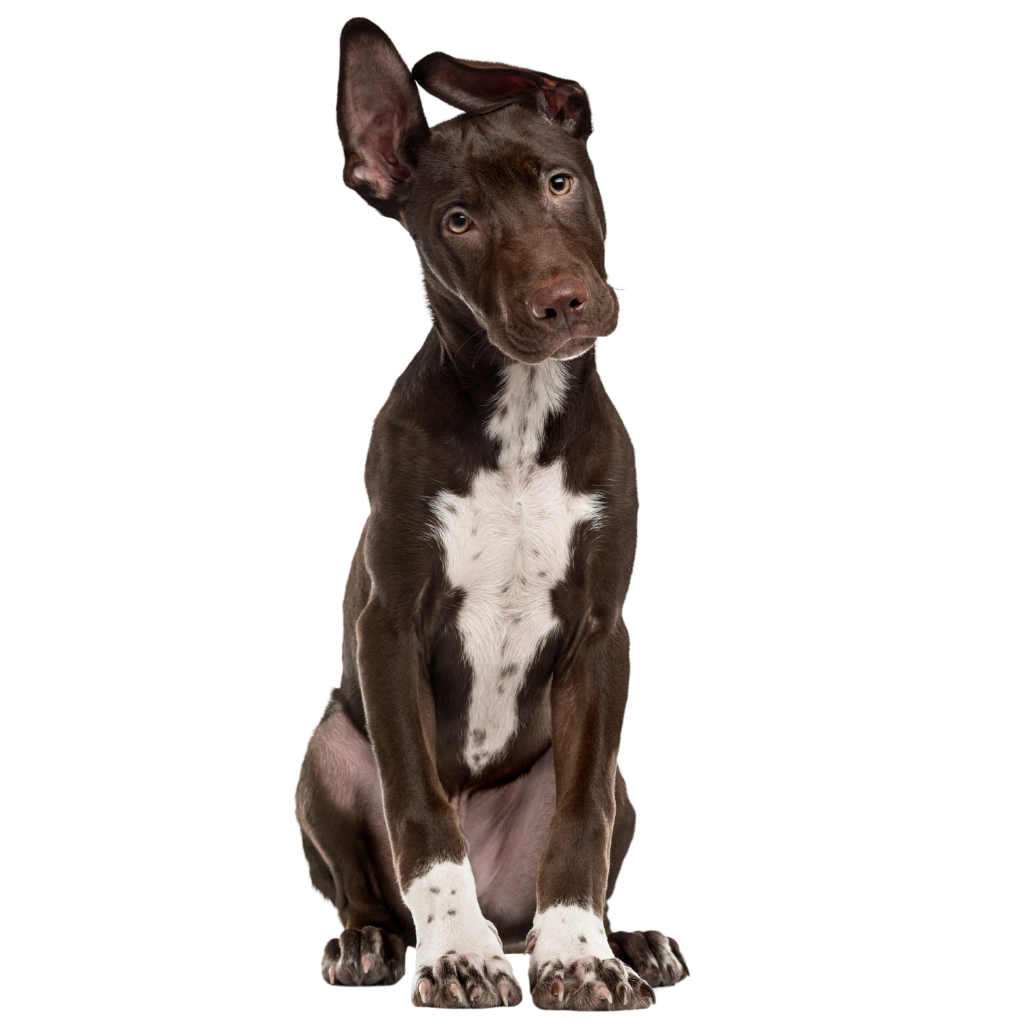 A cute, young brown and white dog sitting against a plain background, looking directly at the camera with a curious expression.