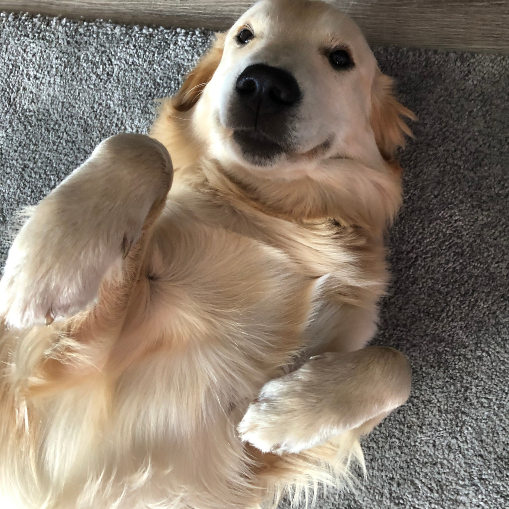A light-colored Golden Retriever dog lying on a gray carpet, looking up at the camera with a relaxed expression.