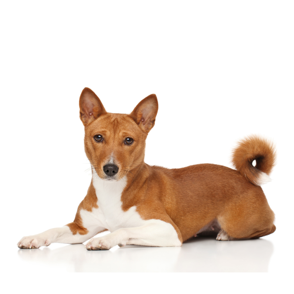 A small brown and white dog lying down on a white background
