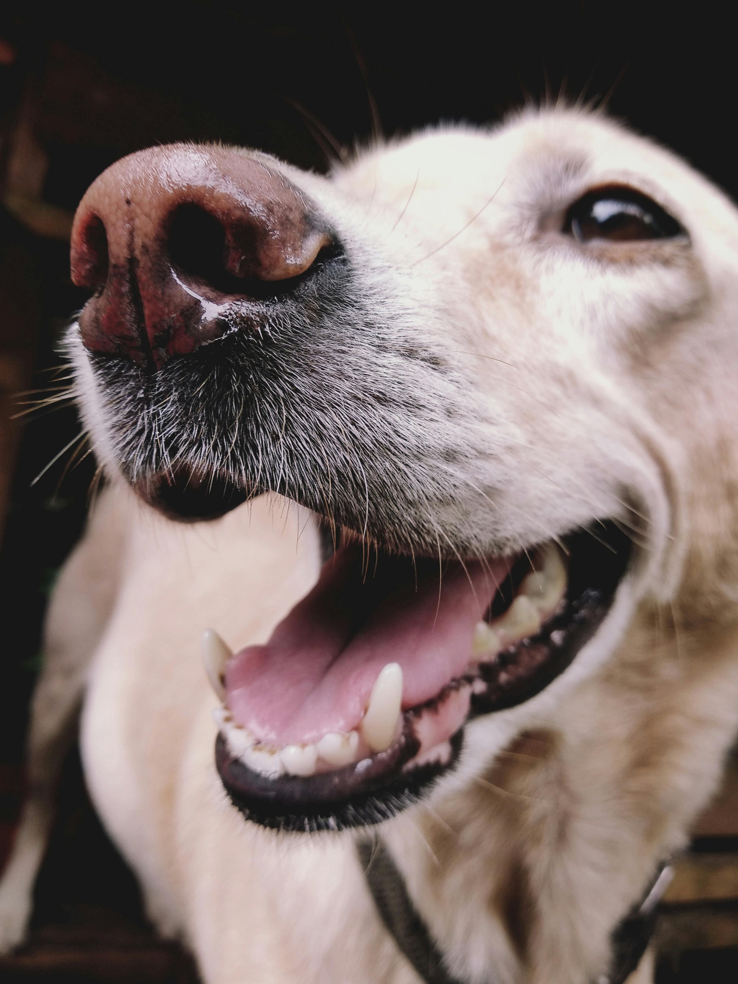 Close-up of a happy, smiling dog with an open mouth, showing teeth and tongue, and a dark background.