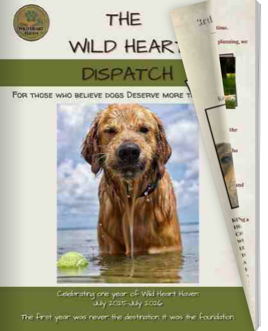 A brochure for Wild Heart Haven depicting a golden retriever dog standing in water with a tennis ball nearby.