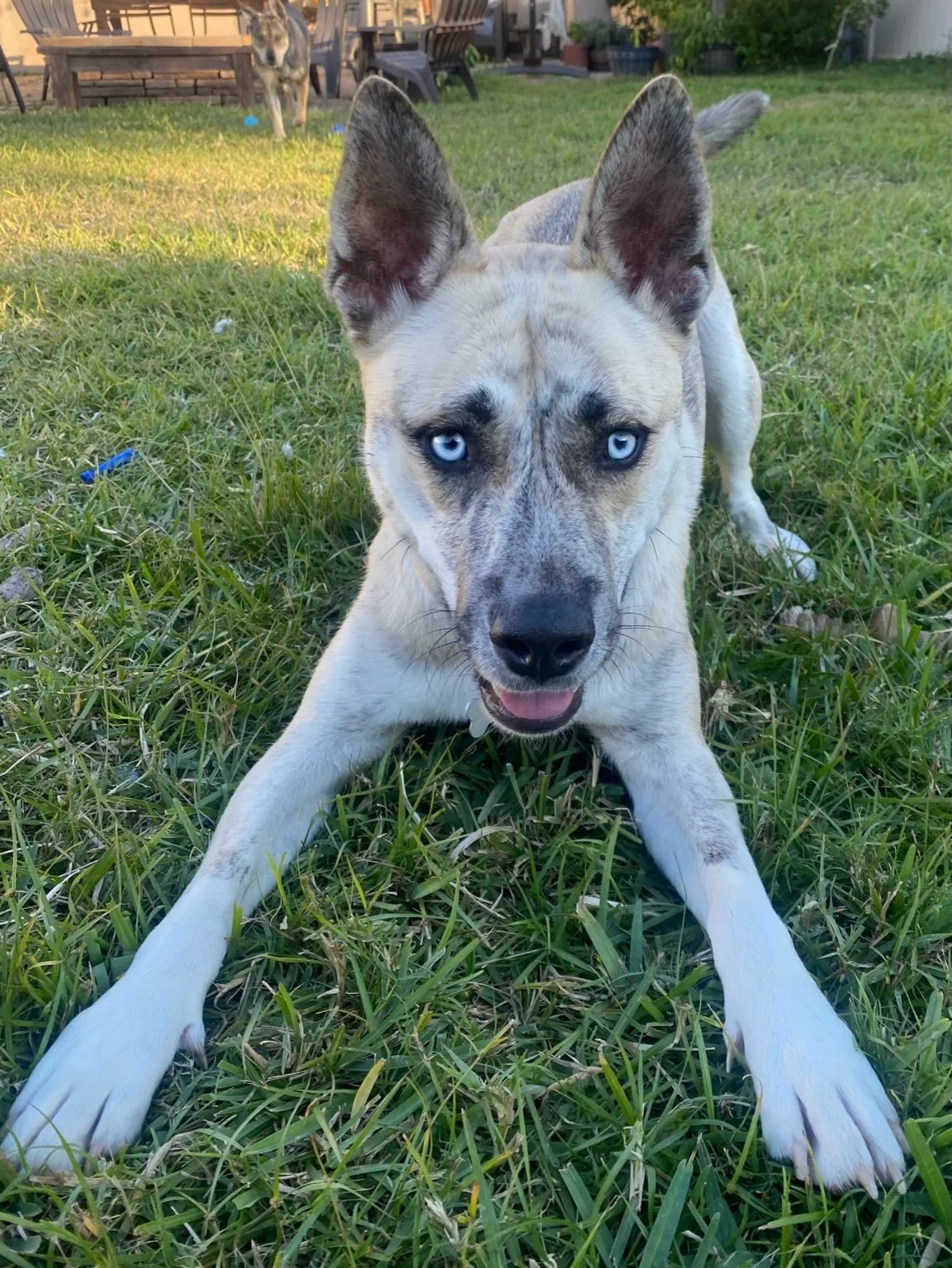 A dog with blue eyes lying on the grass with another dog in the background near patio furniture.