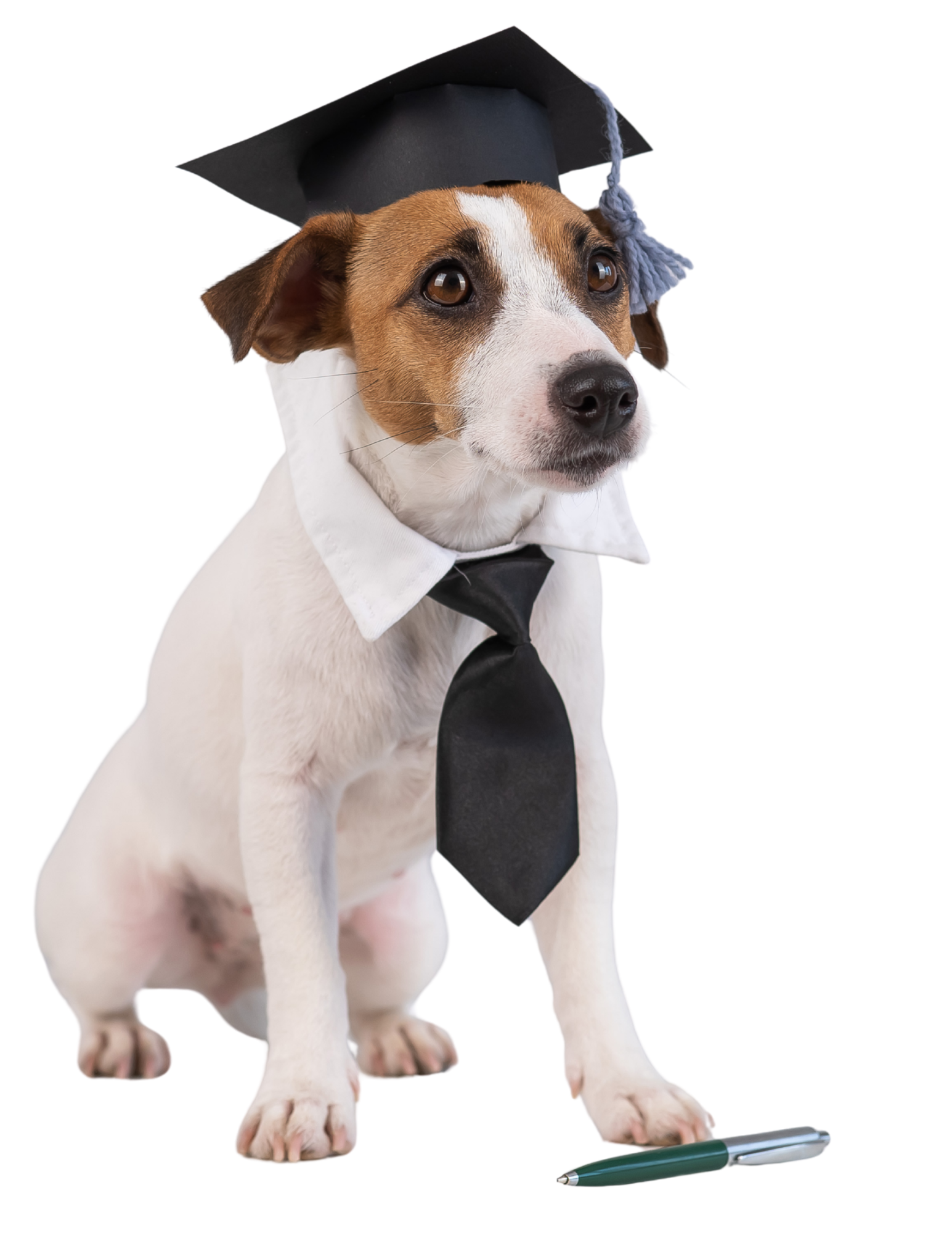 A dog wearing a graduation cap, gown, and tie, sitting with a pen in front of it.