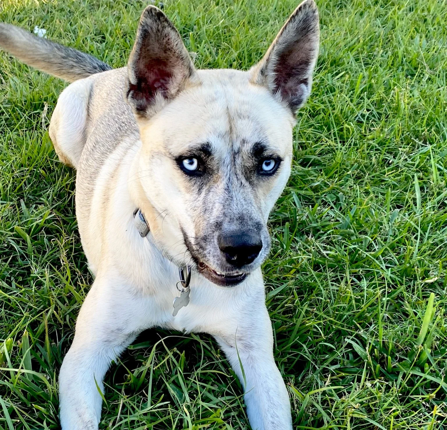 A dog with a light-colored coat, striking blue eyes, and pointed ears, lying on green grass.