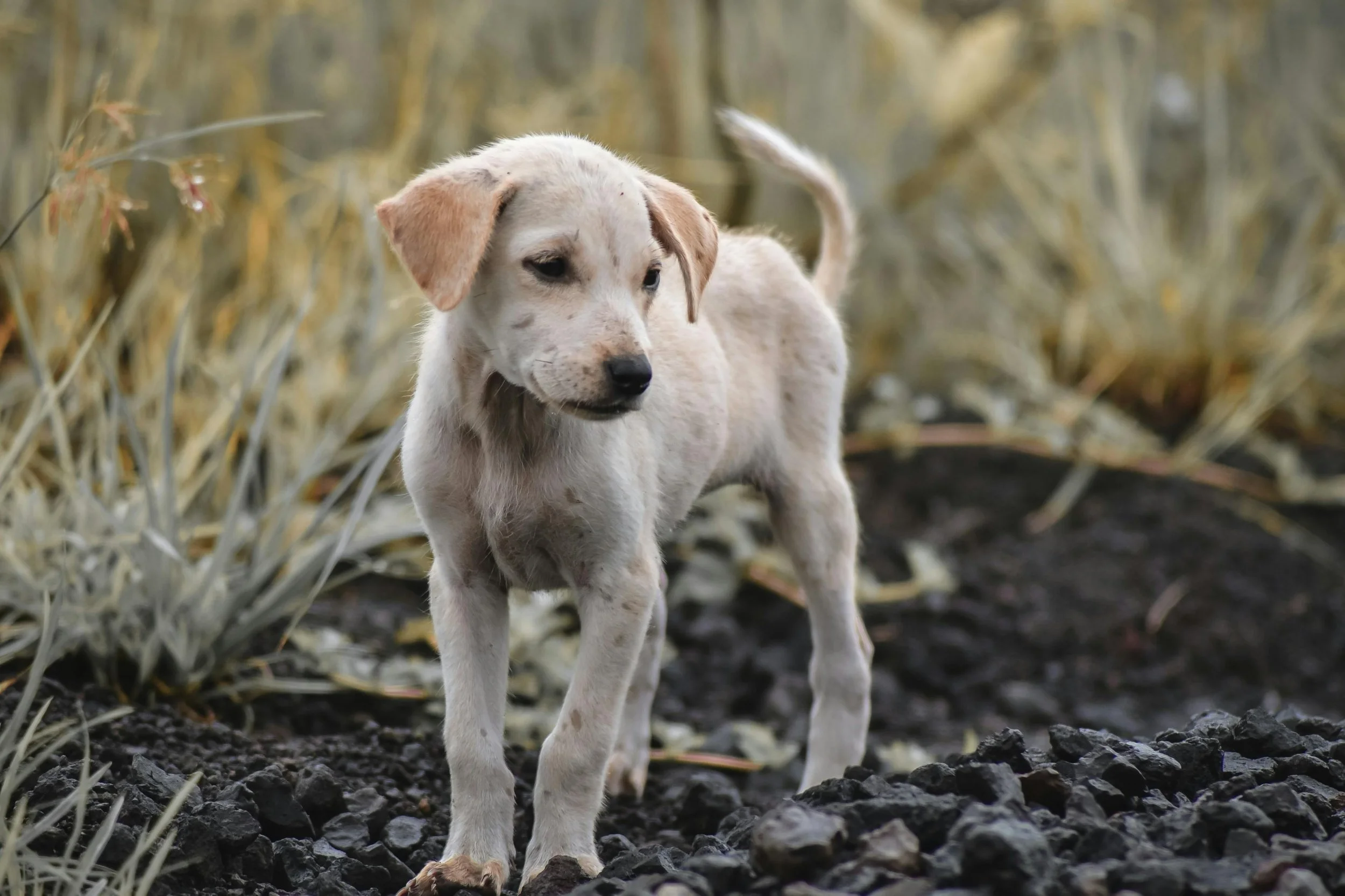 A young, beige and white spotted puppy standing on rocky ground in a natural outdoor setting with tall, dry grasses and shrubs in the background.