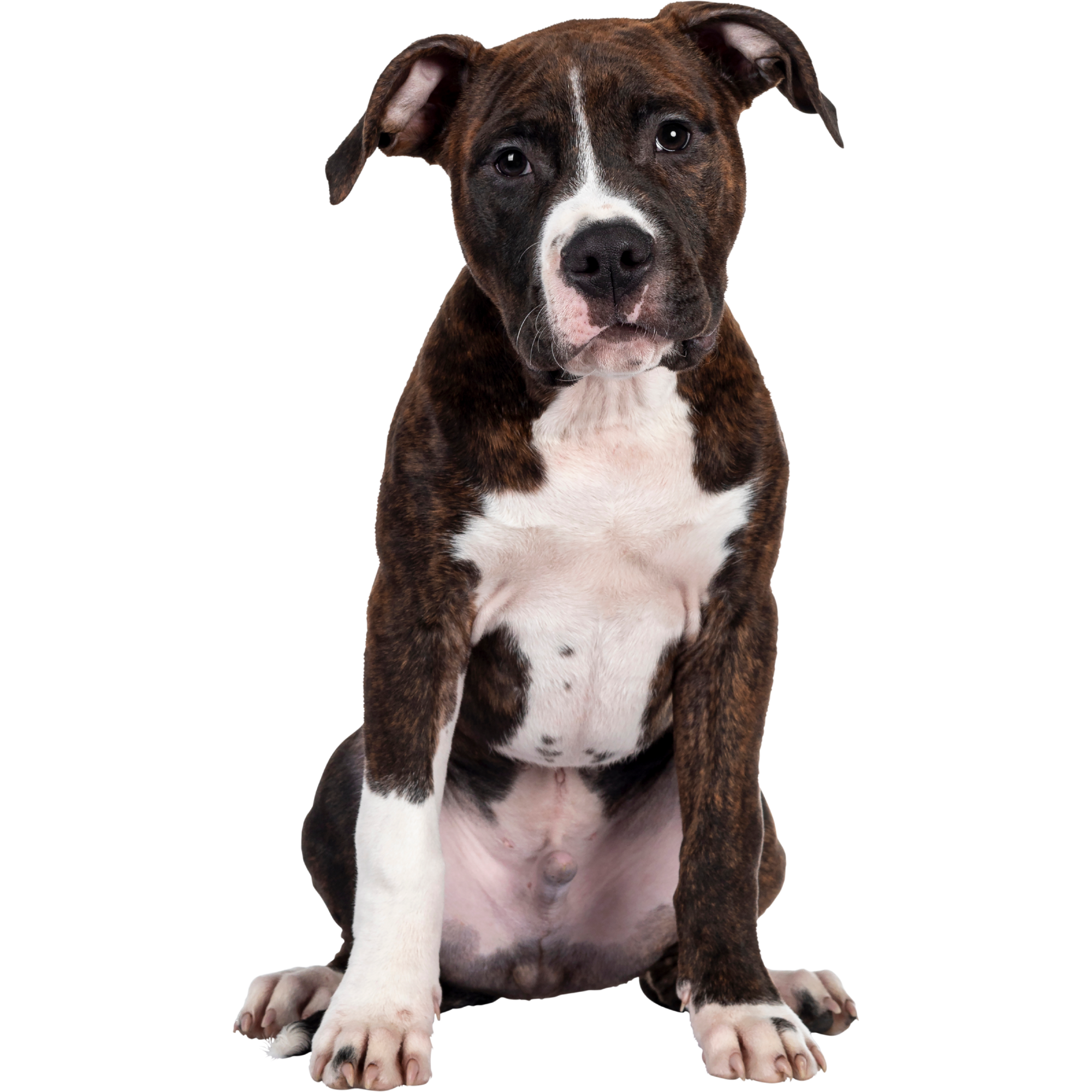A young brown and white pitbull puppy sitting with ears slightly flopped, facing forward, with a black background.