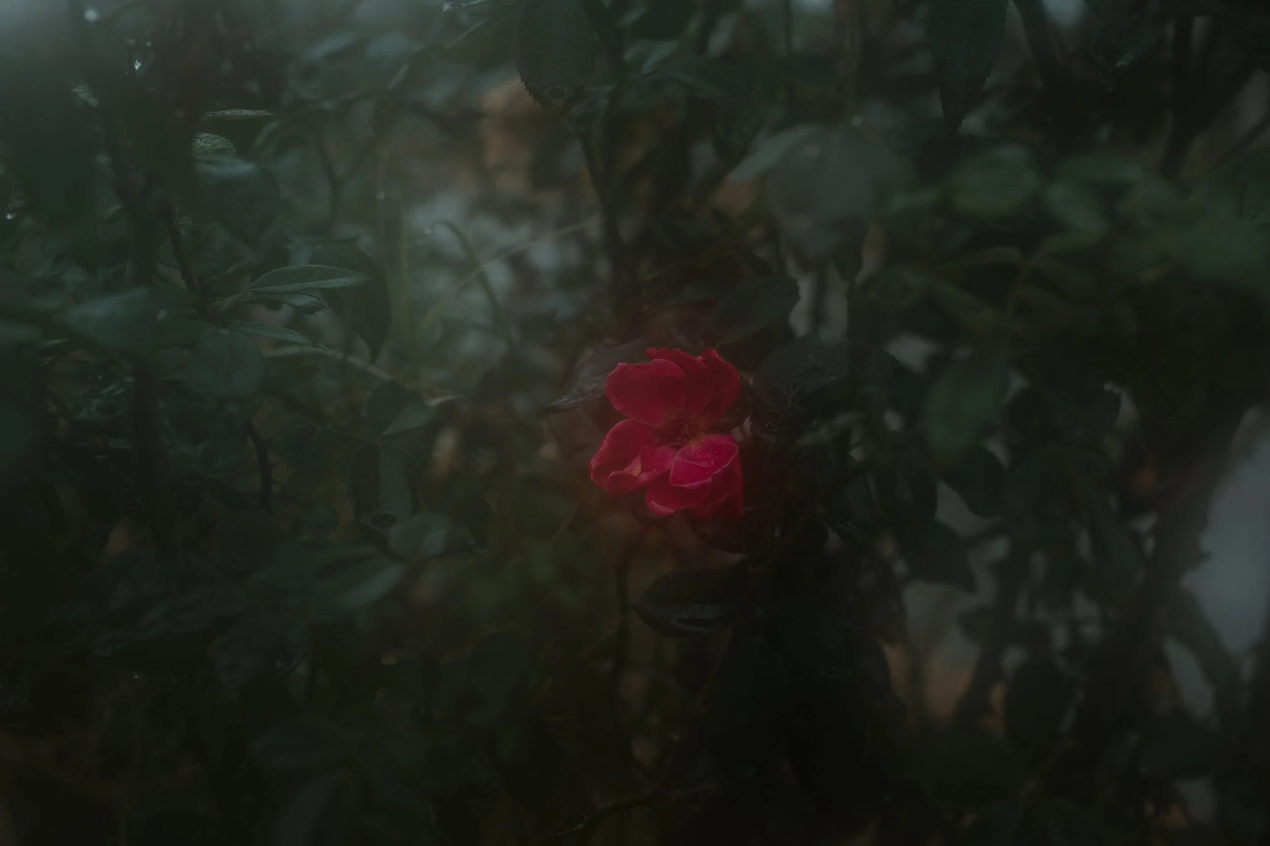 More Than a Body Project | 2022