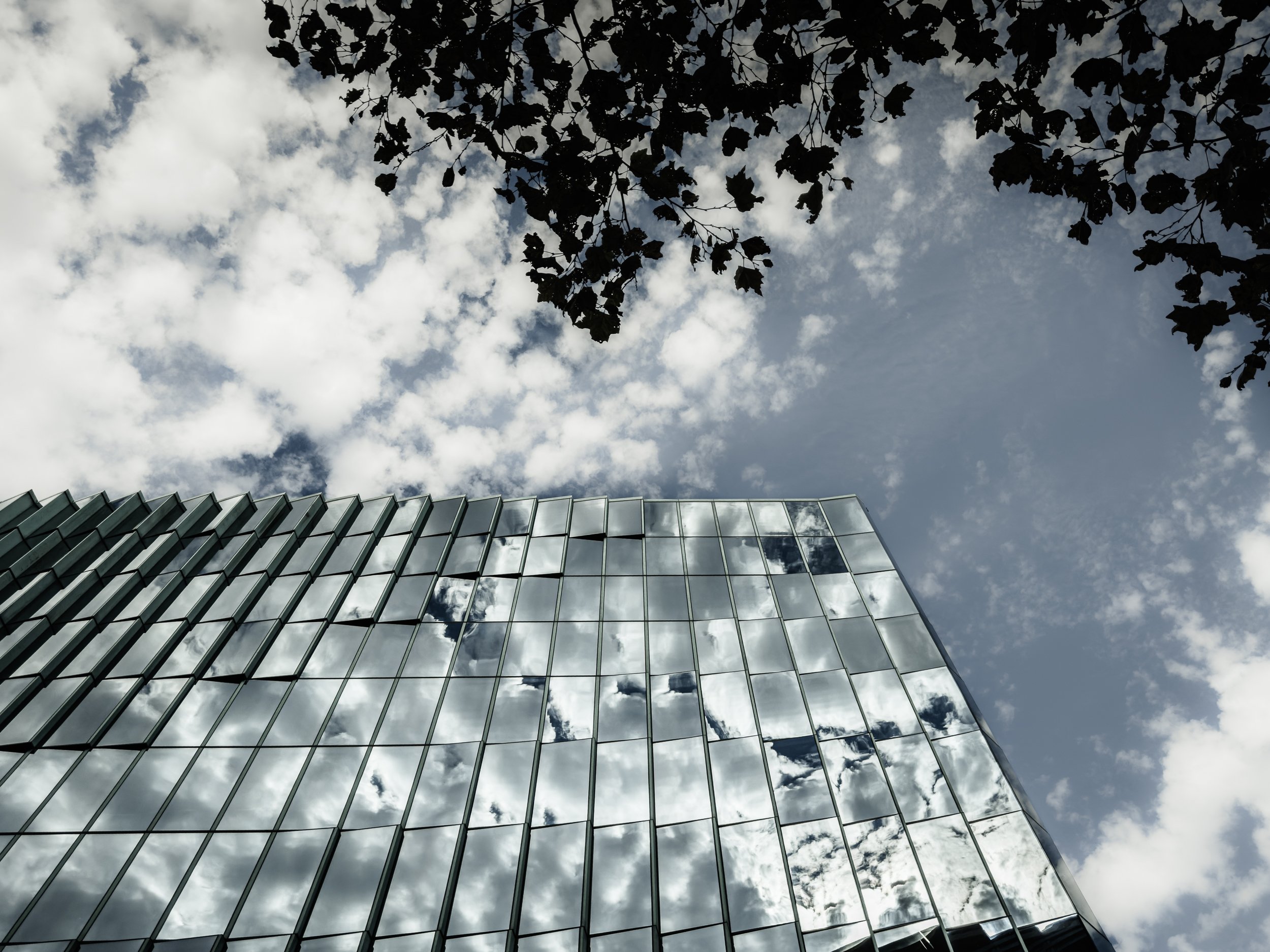Facade reflections and tree canopy, downtown Washington DC