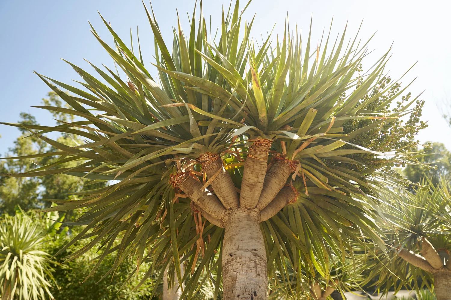 dracaena fragrans green Dracaena Warneckii, Lemon Lime Dragon Tree