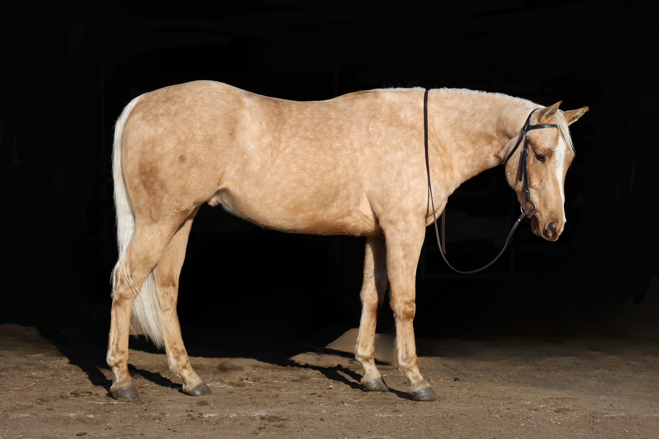 A palamino horse standing with a black background.