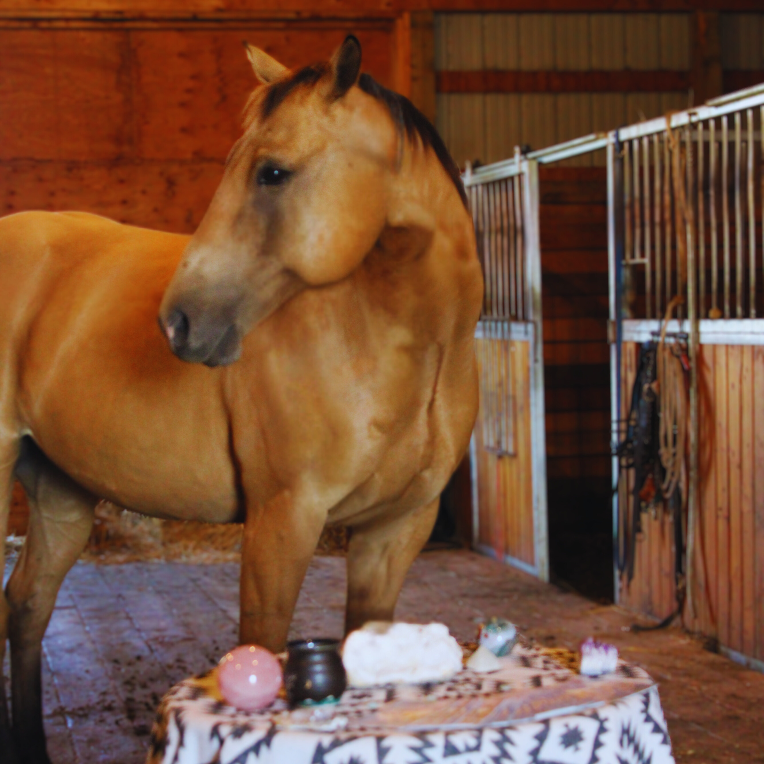 Untitled design (25).png