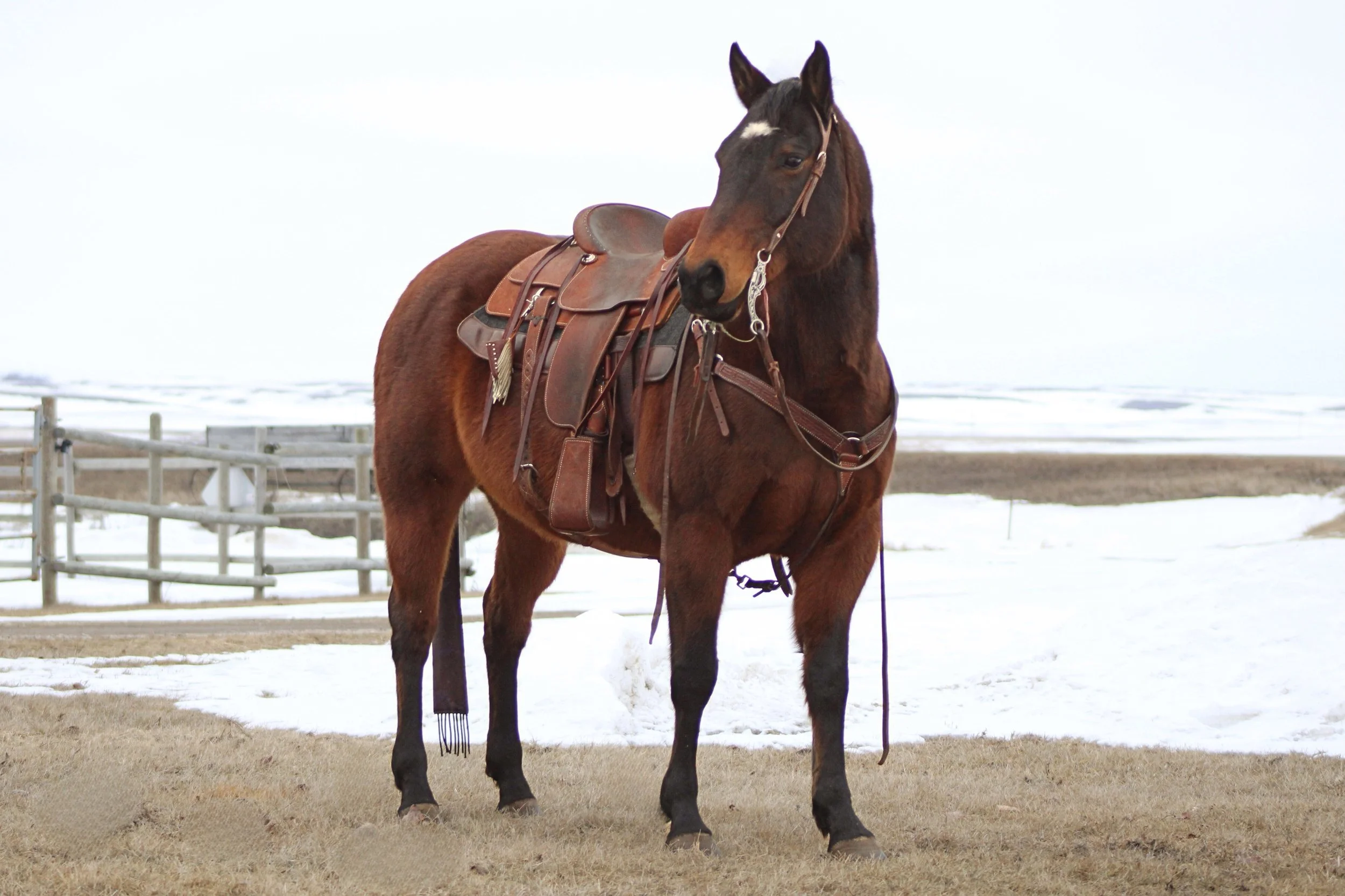 A brown horse with a saddle and bridle standing on a patch of dry grass near a snowy field, with fences and snow-covered ground in the background.