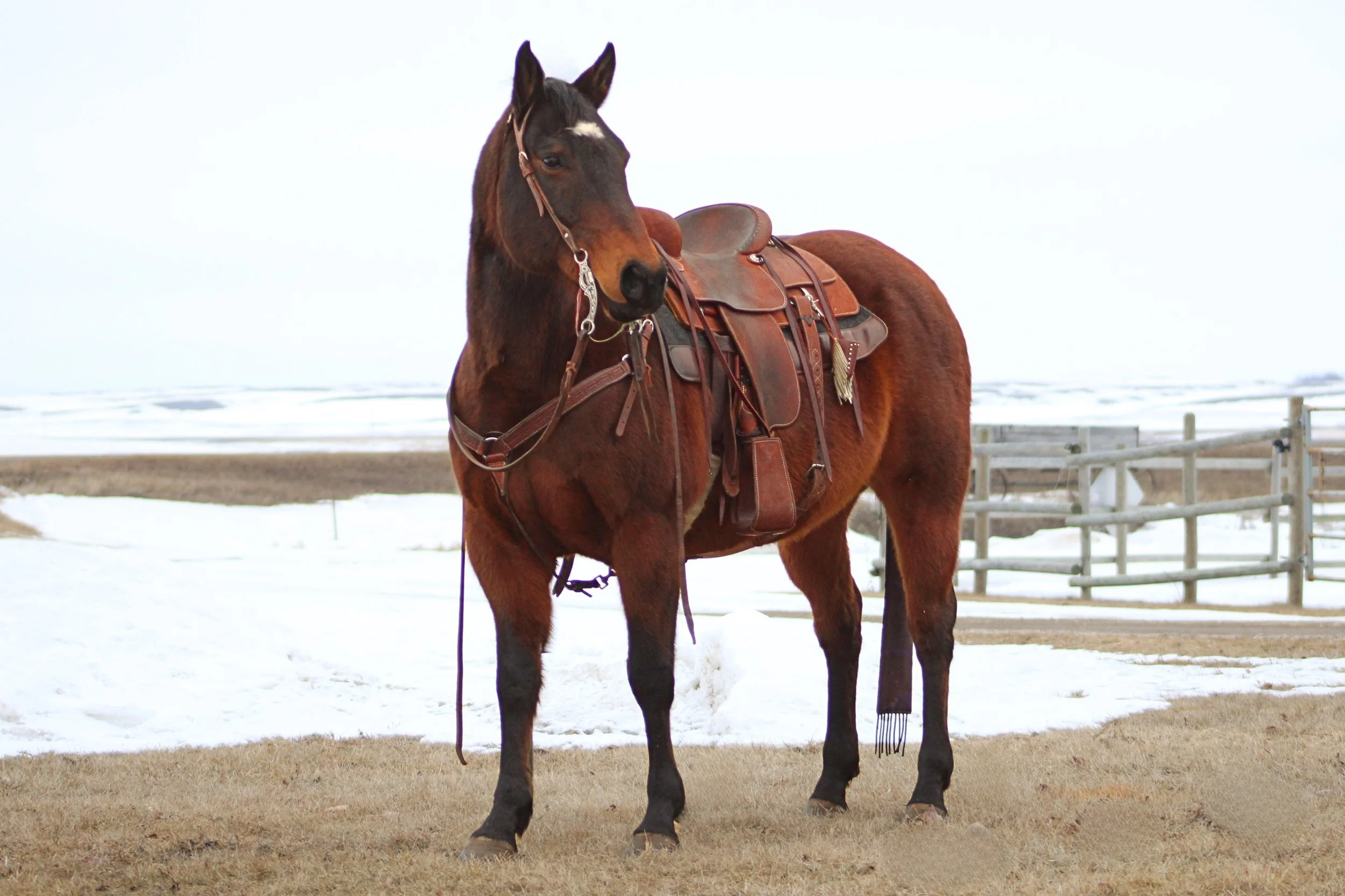 A brown horse with a black mane and tail, equipped with a saddle and bridle, standing on a patch of dry grass in a snowy outdoor setting with a wooden fence and snowy landscape in the background.