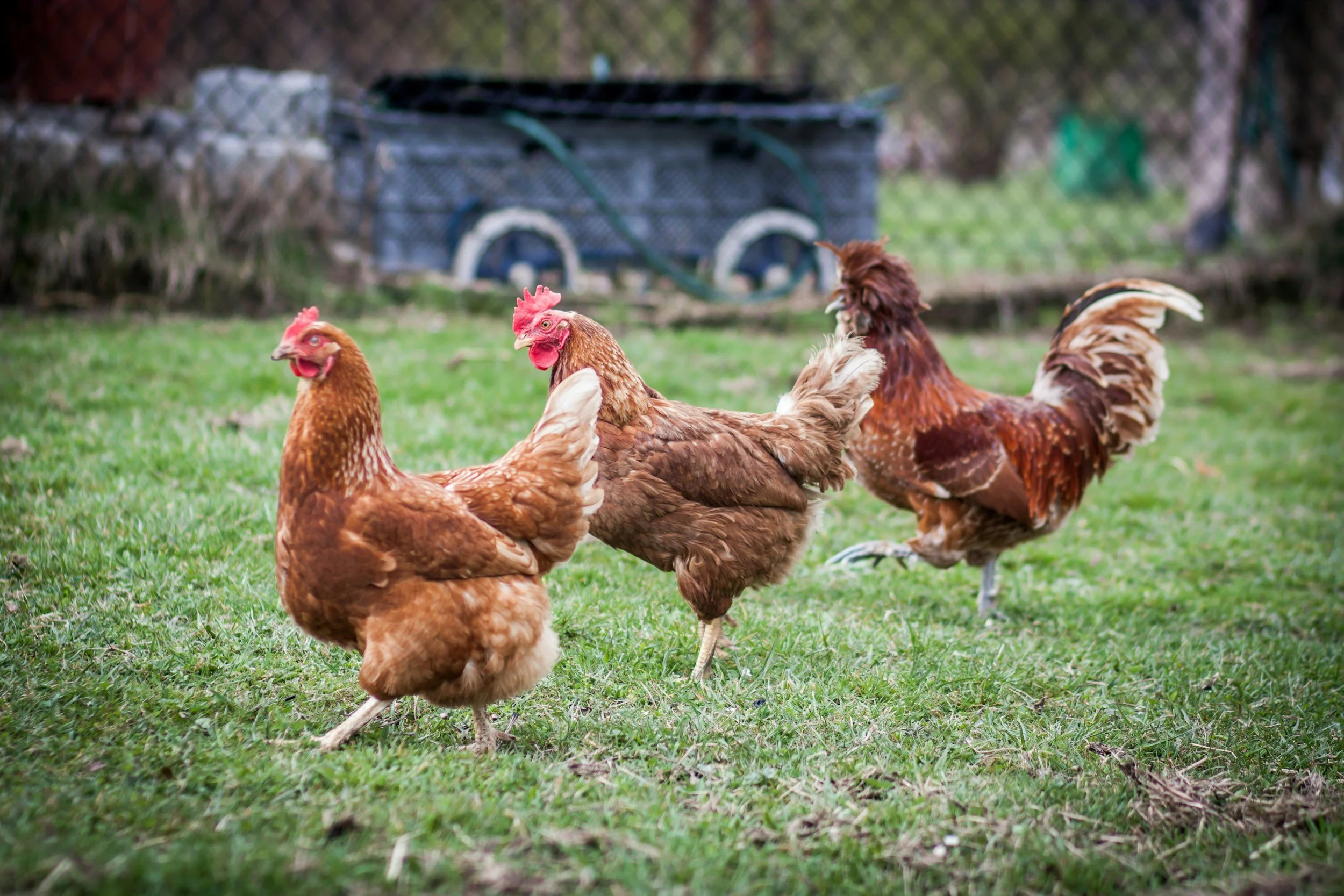 Three chickens on a green grassy yard