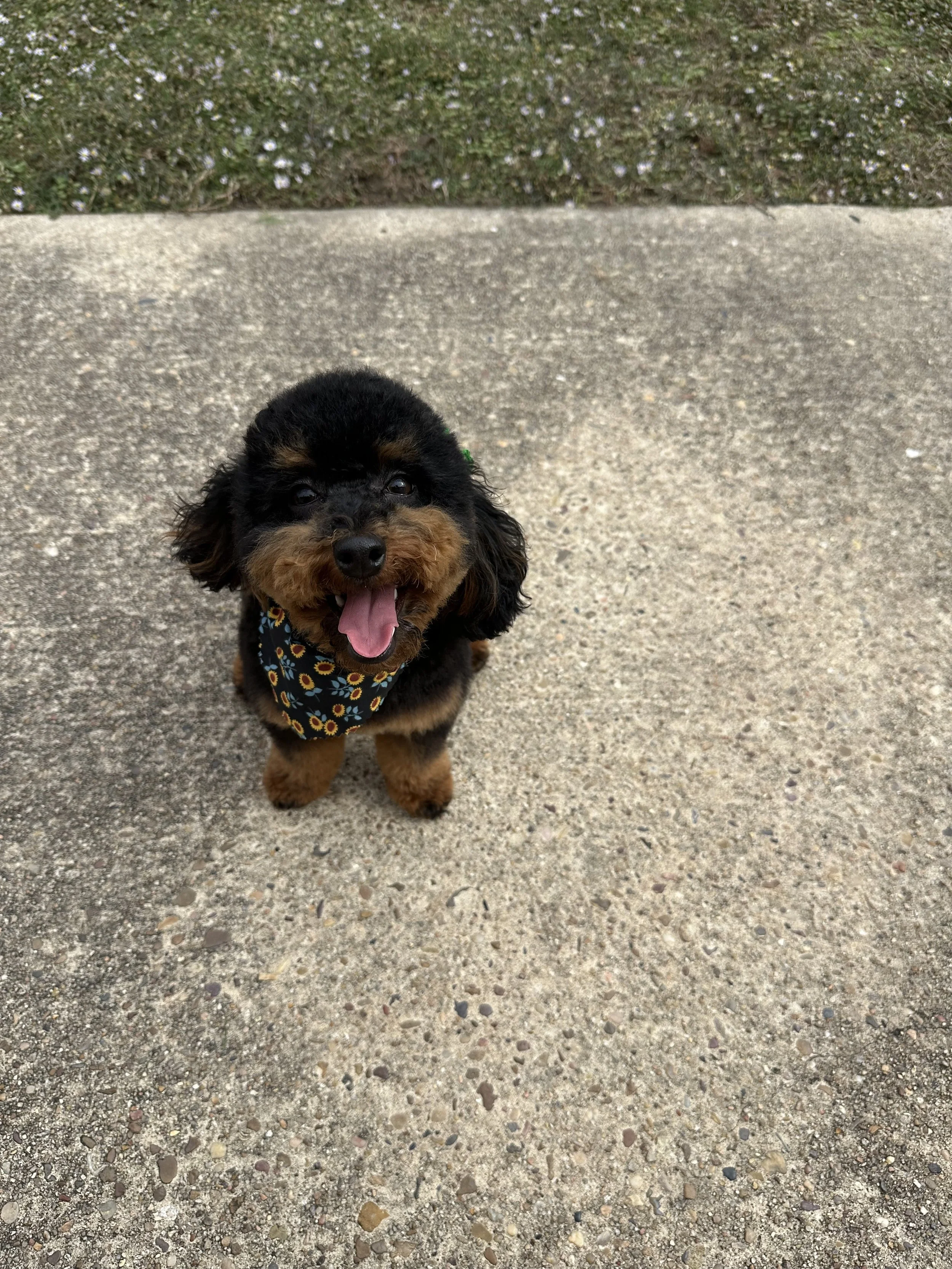 A small black and brown dog wearing a sunflower patterned bandana, sitting on a concrete sidewalk with grass and small white flowers in the background.