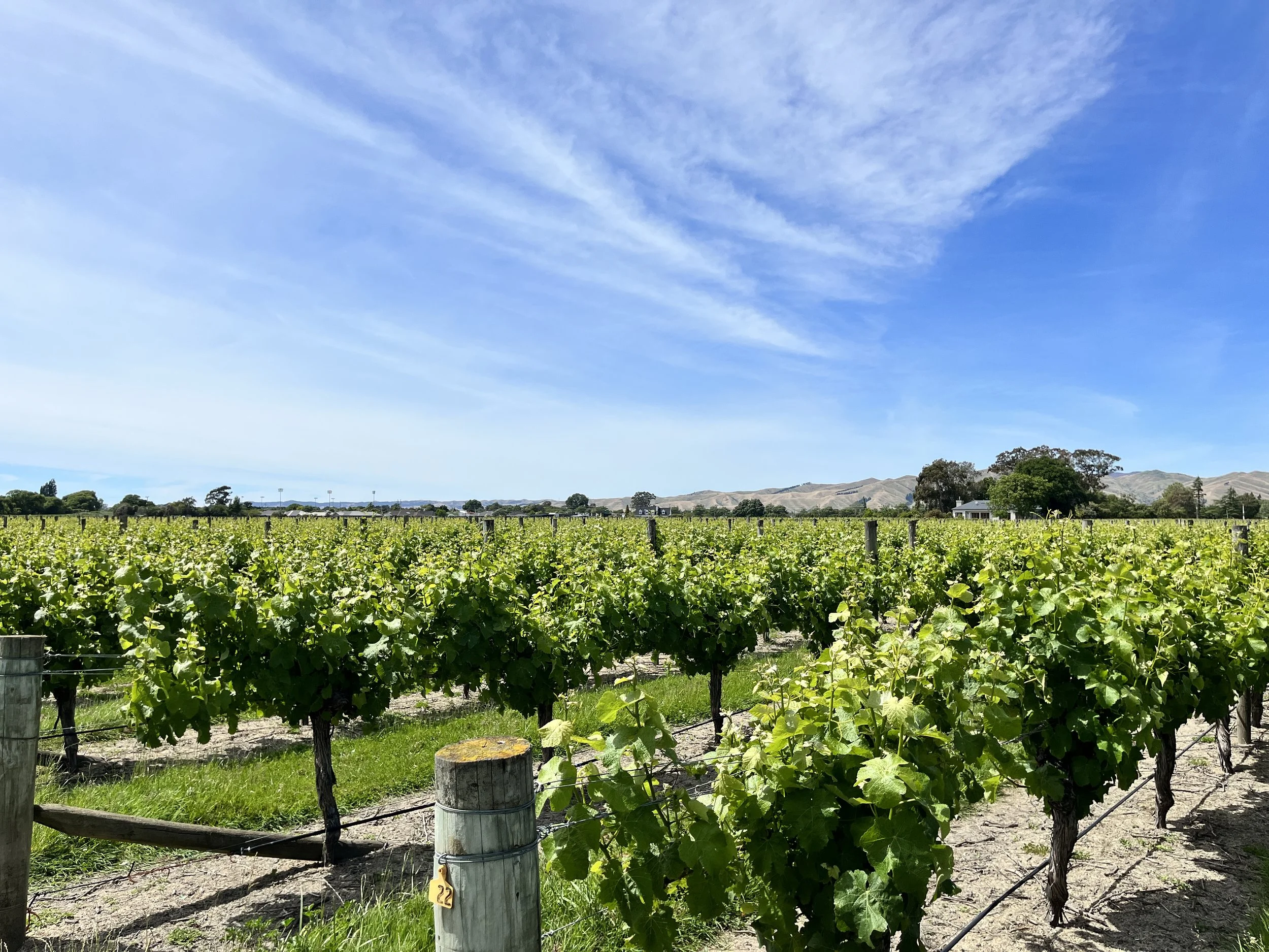 Vineyard with rows of grapevines under a blue sky with wispy clouds, rolling hills in the background.